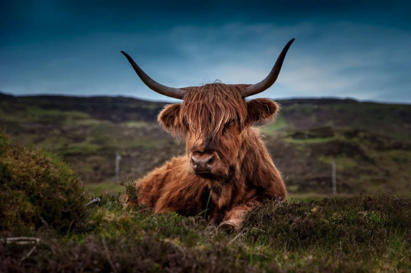 Highland Cow
