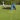 Man on lawn